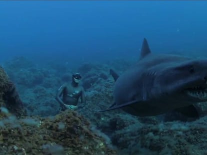 Un paseo sin respirar con tiburones solrayo en El Hierro