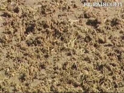 El césped del estadio de Kaunas pone en peligro la disputa del España-Lituania