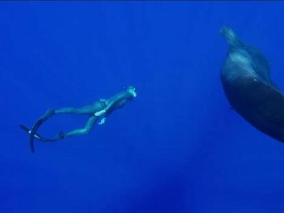 Vídeo para la campaña contra la matanza de ballenas.