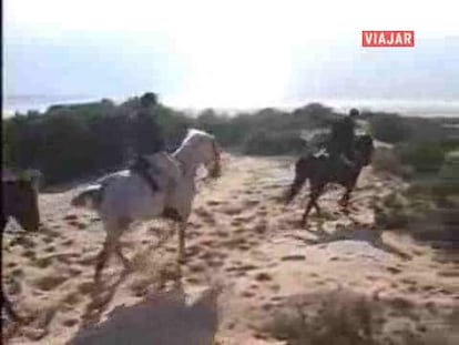 Doñana , mirador de fauna y flora