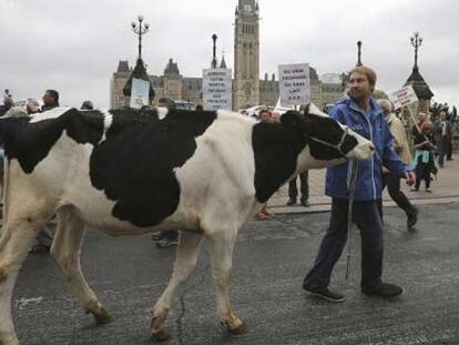 Protestas en Canadá contra el TPP por su posible impacto en la industria lechera del país.