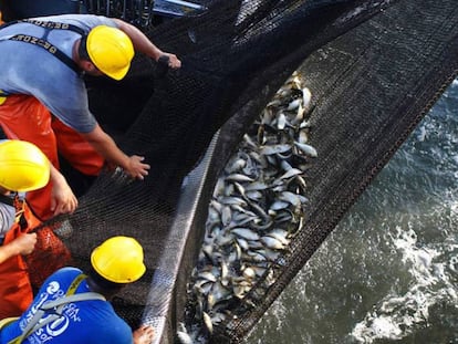 Pesca de salmones en el Atlántico.