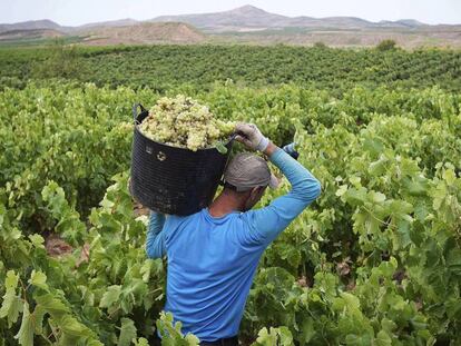 Un porteador trabajando en la vendimia de La Rioja. EFE