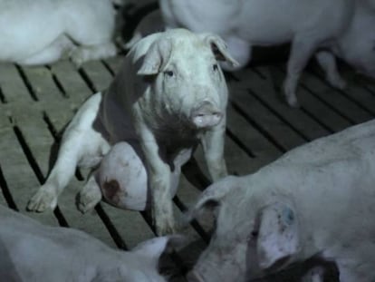 Fotograma del vídeo 'El secreto de El Pozo'. Igualdad Animal