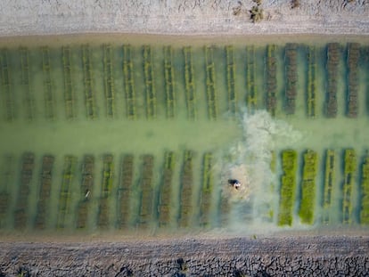 Esteros de cultivo en las Salinas Santa Margarita de San Fernando (Cádiz).