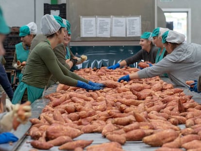 Planta de la cooperativa Frusana, en Sanlúcar de Barrameda.