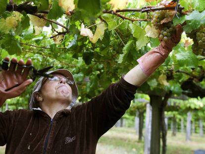 Una mujer durante la vendimia de Bodegas La Val, una de las marcas pioneras de la Denominación de Origen Rías Baixas. En vídeo, los aranceles que Trump impondrá.