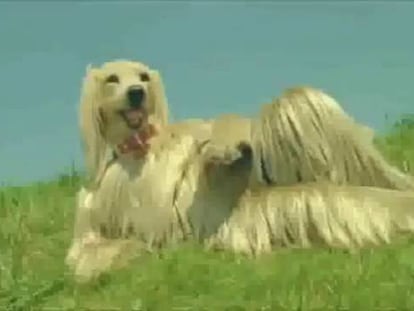 Anuncios que casi ni los propios japoneses entienden