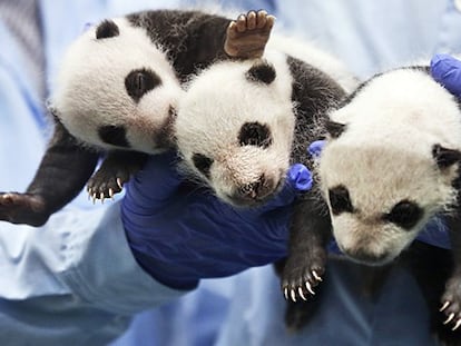 O primeiro mês dos trigêmeos panda