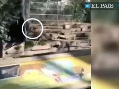 El momento en que una leona se abalanza sobre el hombre en el zoo de Barcelona.