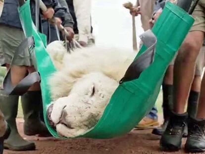 Aslan, el león sin colmillos