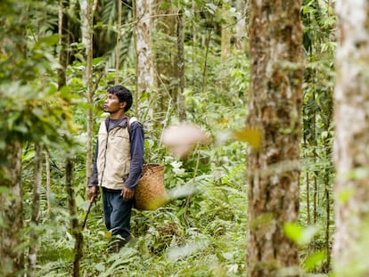 Indonesia: La selva o la vida
