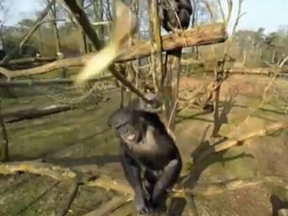 Un dron abatido... por un chimpancé
