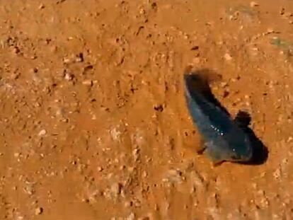 Los peces andadores invaden Australia