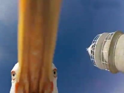 Gaivota ‘rouba’ câmera GoPro e se grava voando sobre ilhas na Espanha