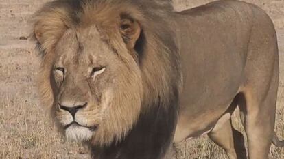El león Cecil, en Zimbaue.