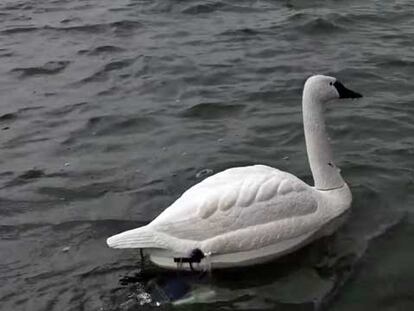 El cisne robot que mantiene el agua limpia y otras dos cosas que nunca has visto