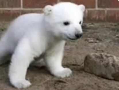 Resuelto el misterio de la muerte del oso ‘Knut’