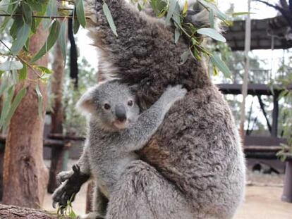 El primer koala de la temporada