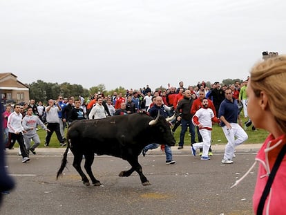 El Toro de la Vega visto desde el objetivo de dos fotógrafos de EL PAÍS