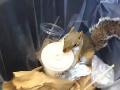 ¿Son los animales de Nueva York más inteligentes?