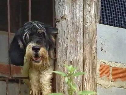 Dos protectoras denuncian a un hombre por arrastrar a un perro atado al guardabarros