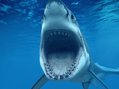 Australia busca rápido ideas para frenar los ataques de tiburones