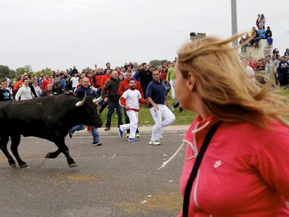 Un juez anula el permiso que autorizó el Toro de la Vega en 2014