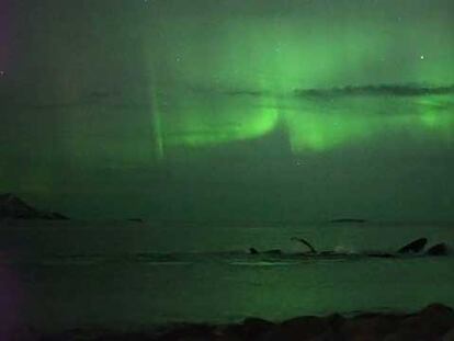 La noche en que las ballenas salieron a ver las luces de la aurora boreal