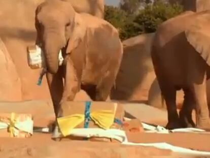 El ecoturismo amenaza a los animales