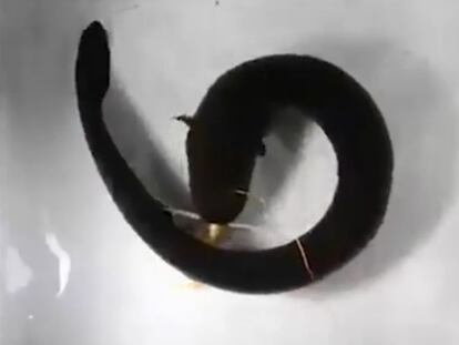 Las anguilas eléctricas se enroscan para duplicar sus descargas
