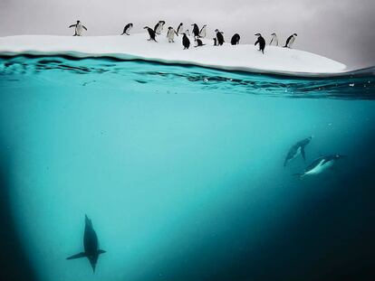 Vídeo: Leandro Blanco / El País.
Foto: 'Pingüinos juntos sobre el hielo', de David Doubilet.