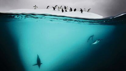 Vídeo: Leandro Blanco / El País.
Foto: 'Pingüinos juntos sobre el hielo', de David Doubilet.