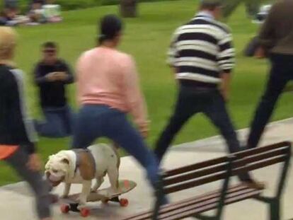 Y el récord de cruzar el túnel humano más largo en monopatín es para... un perro