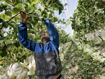 Las uvas de la suerte se adelantan a la Nochevieja