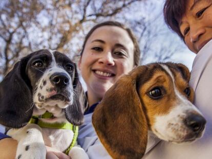 Nacen los primeros perros por fecundación in vitro