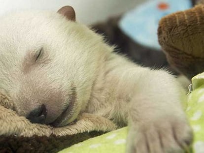 La cachorro de oso polar, durmiendo.