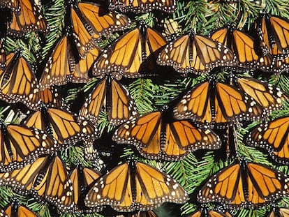 Mariposas monarca en la reserva de la biosfera.