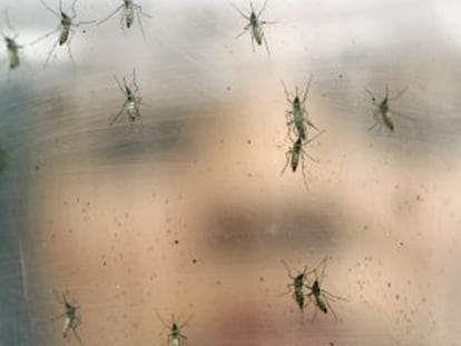 La genética apunta al origen polinésico del virus zika