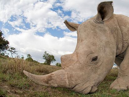 Los furtivos llevan siete años batiendo registros de rinocerontes abatidos. Mark Carwadine WWF