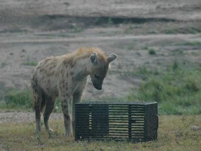 Una hiena moteada examina críticamente su caja-rompecabezas.