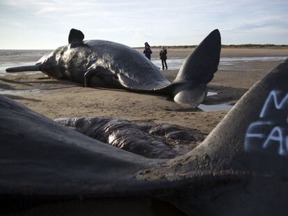 Cuatro cachalotes aparecen muertos en costas británicas