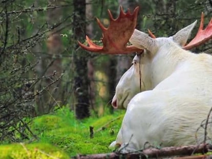 El inusual posado de un alce blanco