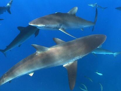 Buceando con tiburones, pura adrenalina