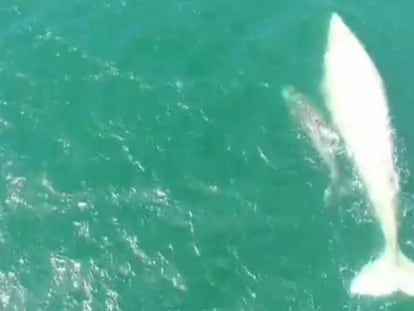 La ballena albina en las costas de Baja California Sur.