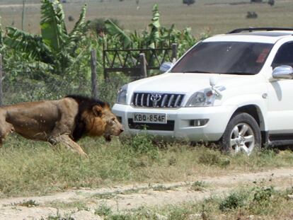 Un león pasa ante un coche en una reserva de Kenia.