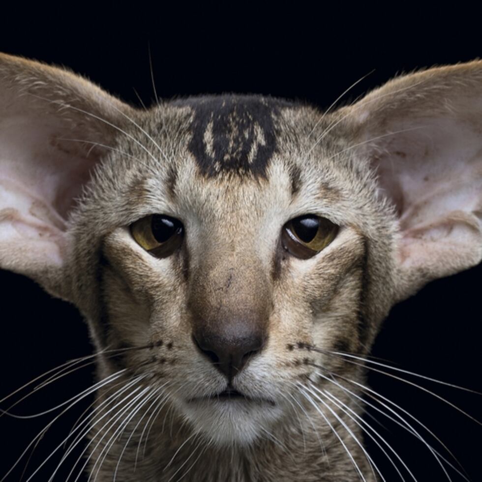 Normal Cat Breeds Bengal Cat Breed Health And Care PetMD