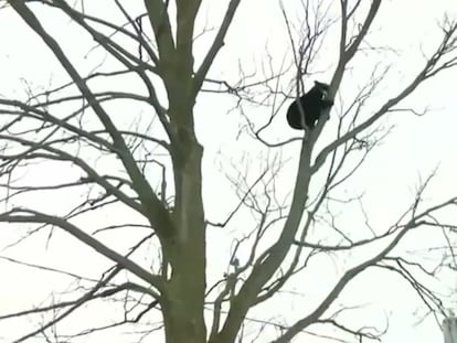 La caída de un bebé oso de 90 kilos desde un árbol en Nueva York
