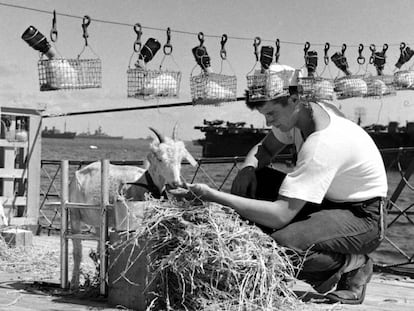 Cabras y roedores en un barco durante la Operación Crossroads.