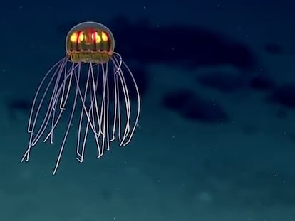 La medusa avistada en la fosa de las Marianas.